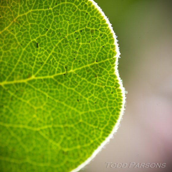 chrissie_ryan_blog 00003