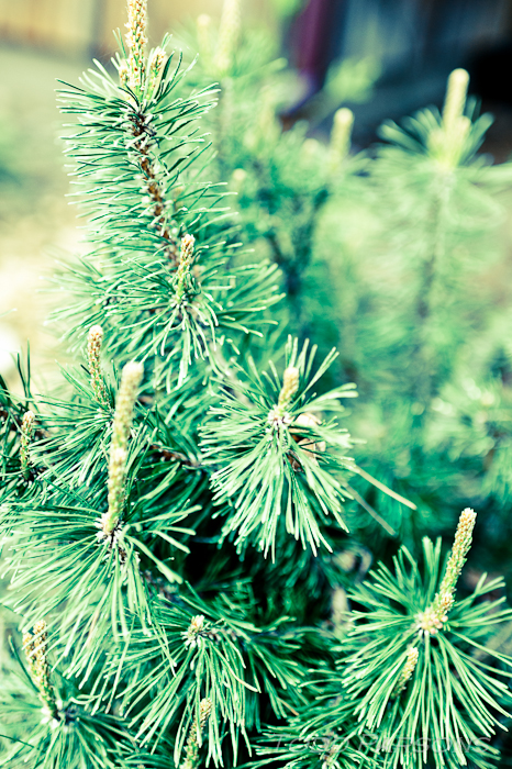 chrissie_ryan_blog 00042