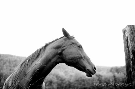 Melissa_Scott_blog 0005